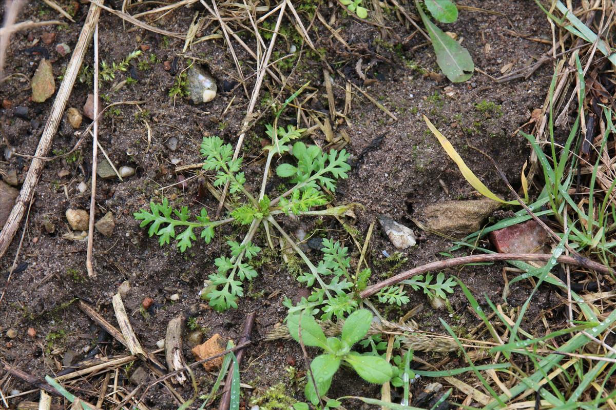 Papaver argemone (door Stef van Walsum)
