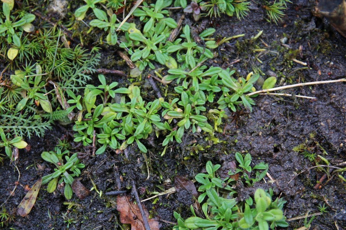 Cerastium semidecandrum (door Stef van Walsum)