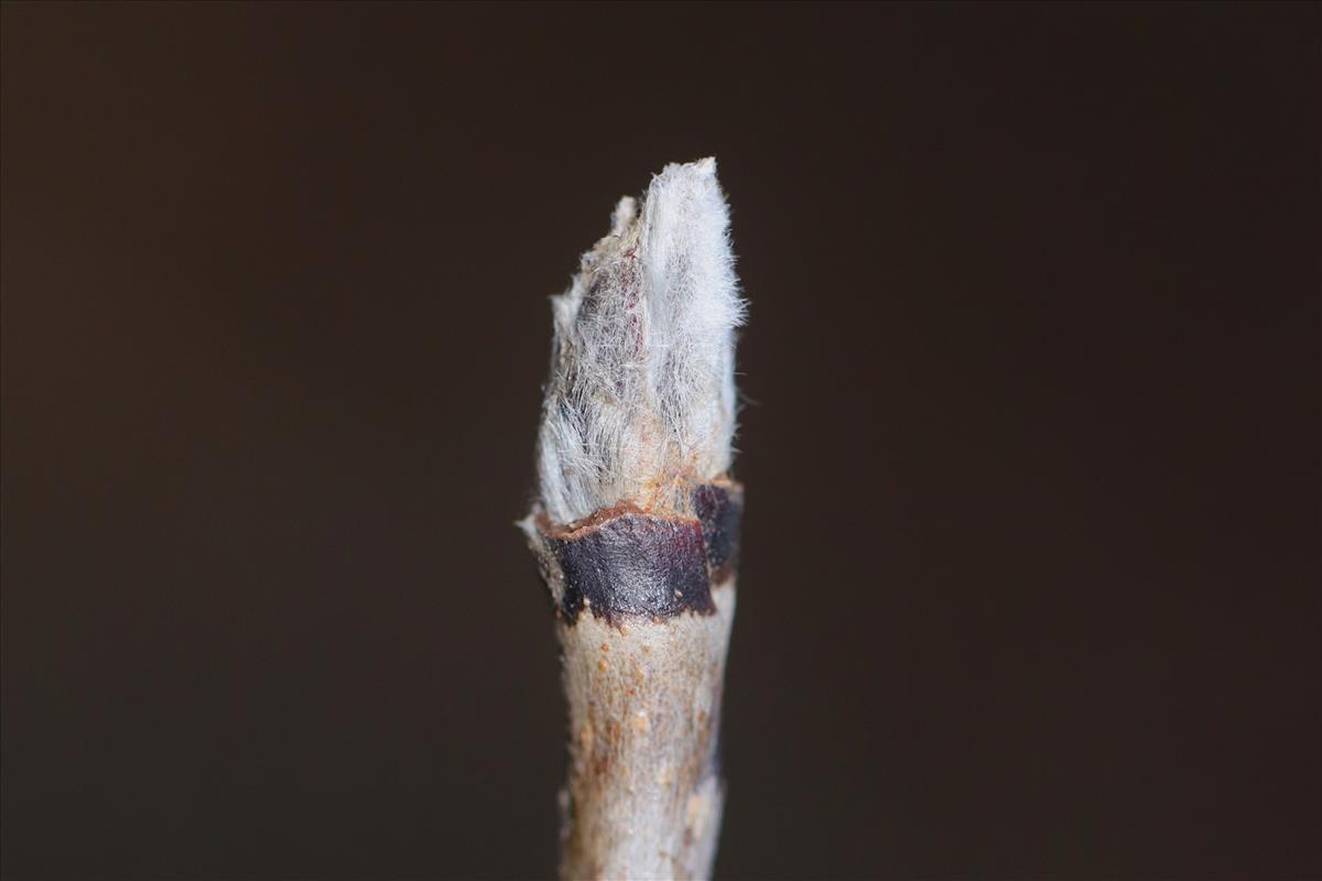 Sorbus aucuparia (door Jaap Oosterom)