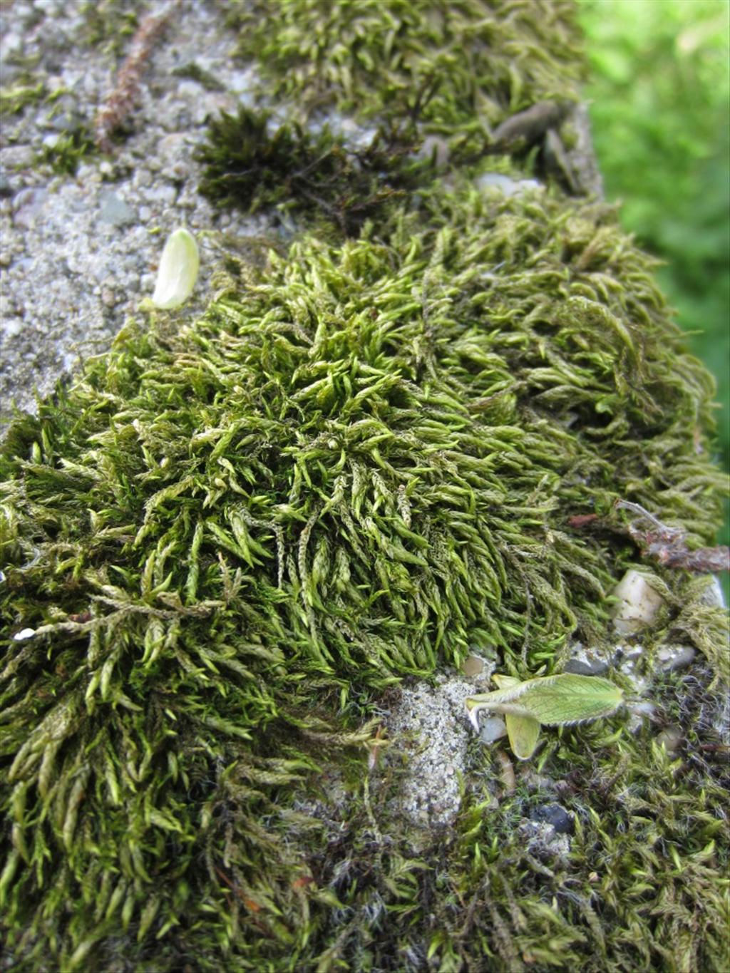 Scleropodium cespitans (door Koos van der Vaart)