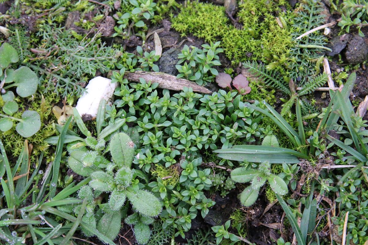 Arenaria serpyllifolia (door Stef van Walsum)