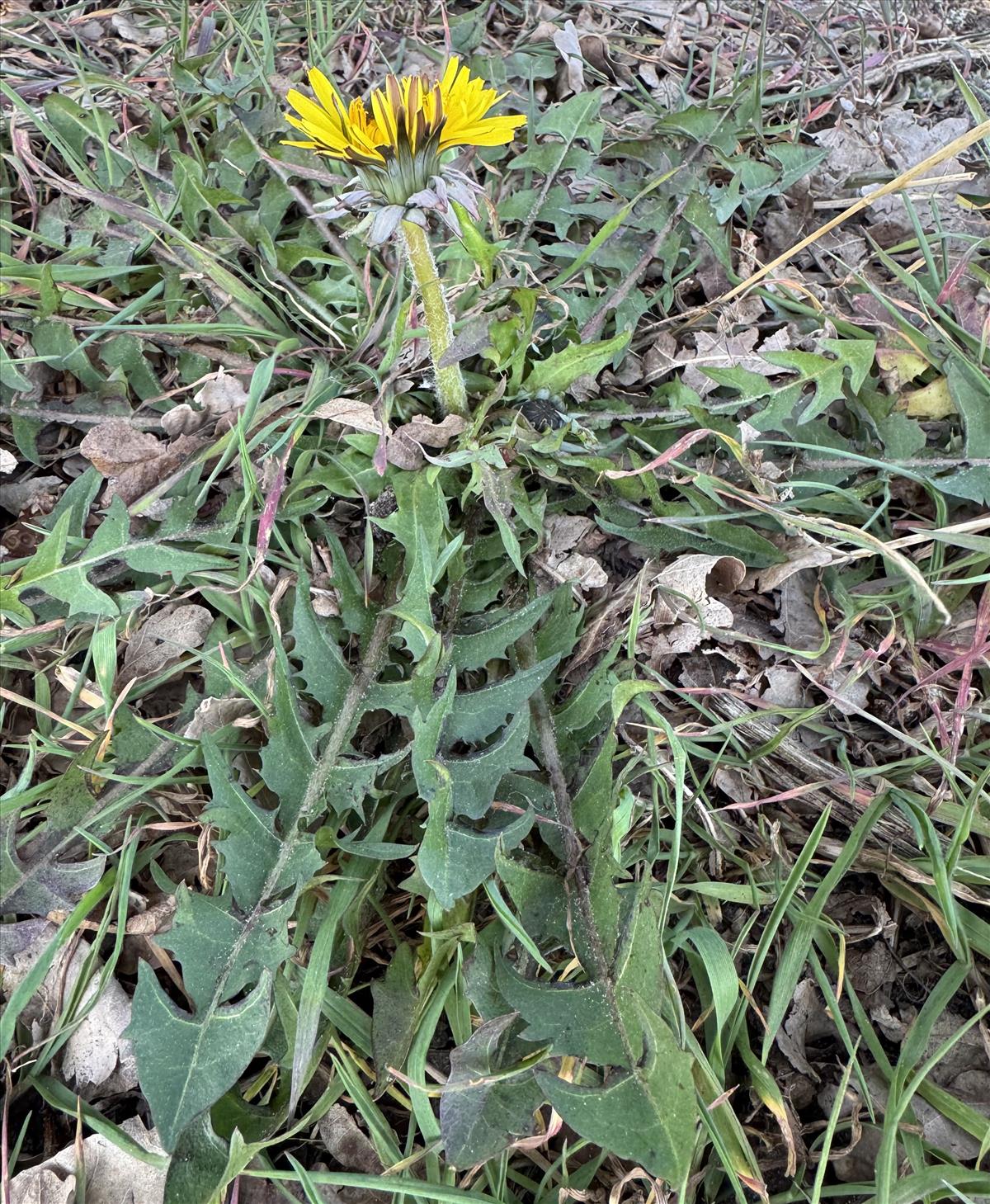 Taraxacum marklundii (door Jelle Hofstra)
