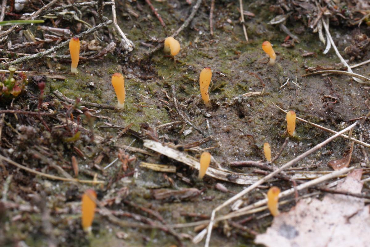 Multiclavula vernalis (door Martin Gotink)