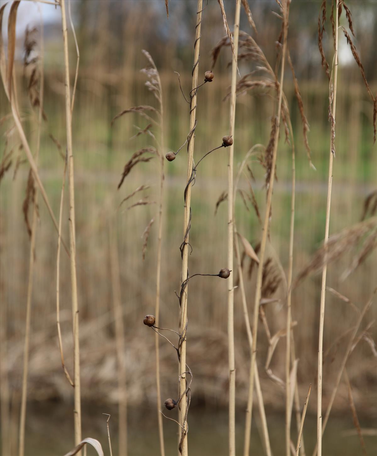 Convolvulus sepium (door Stef van Walsum)