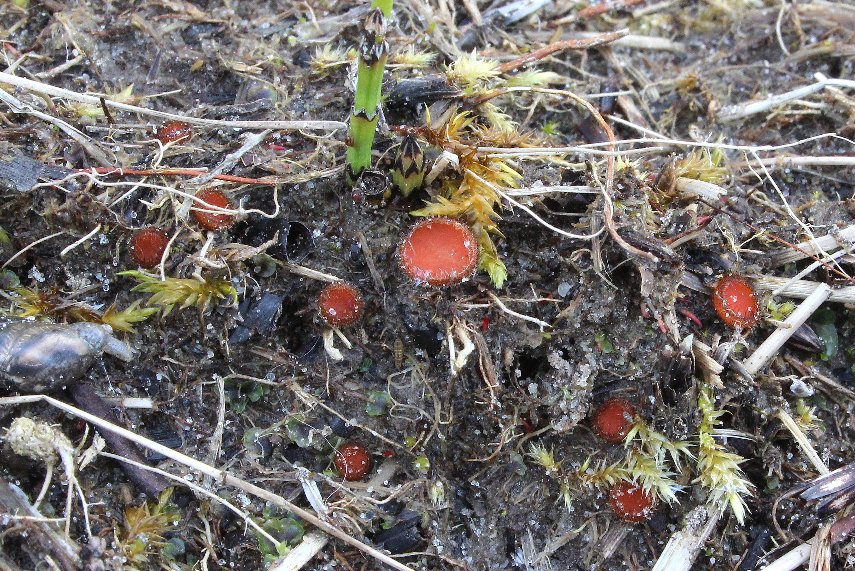Scutellinia patagonica (door Ieko Staal)