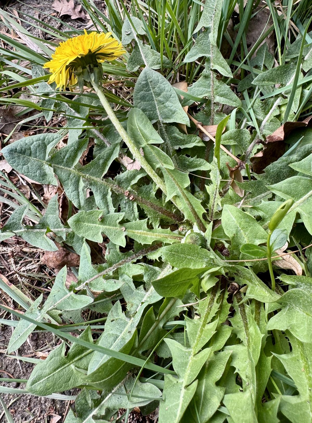 Taraxacum melanthoides (door Jelle Hofstra)