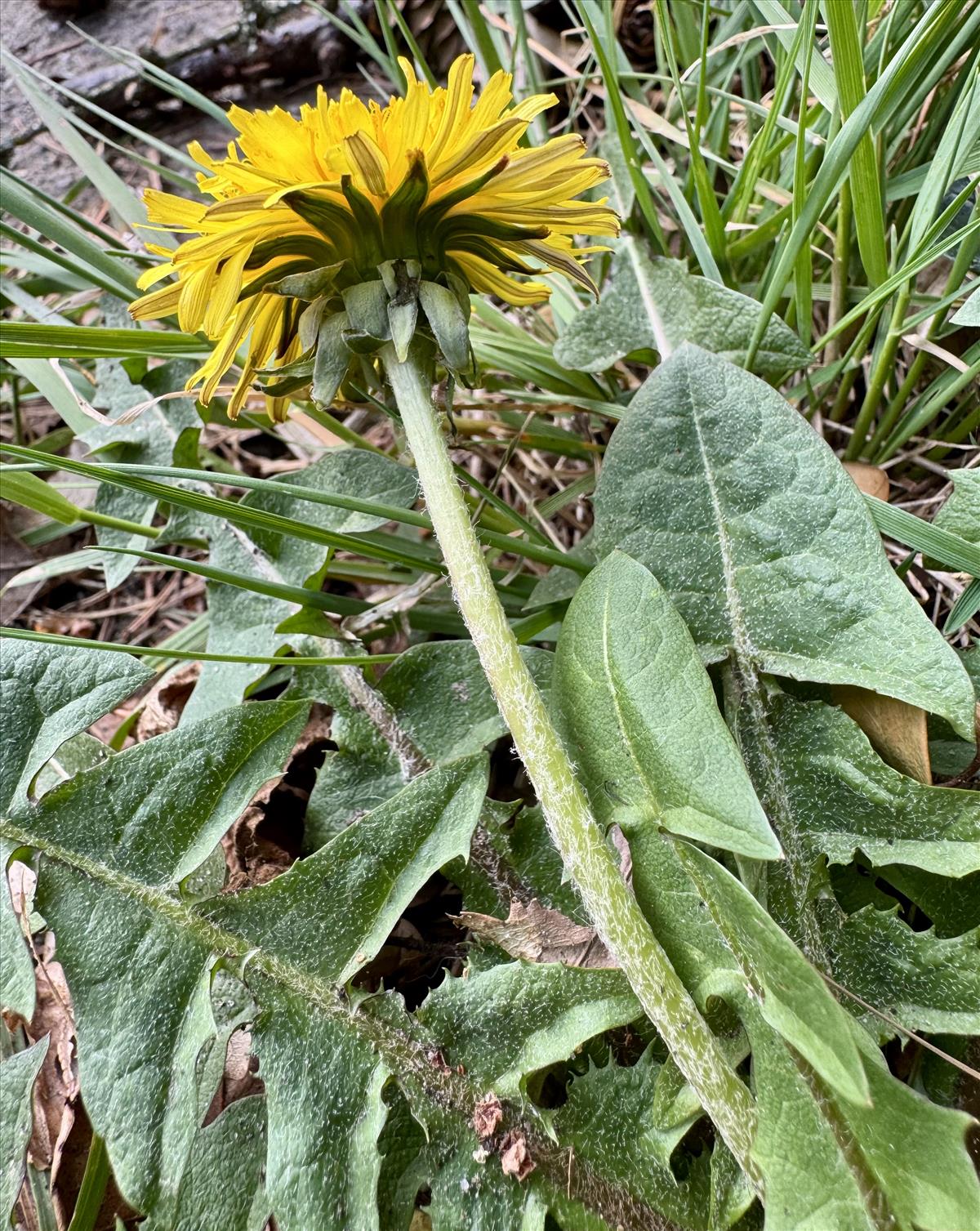 Taraxacum melanthoides (door Jelle Hofstra)
