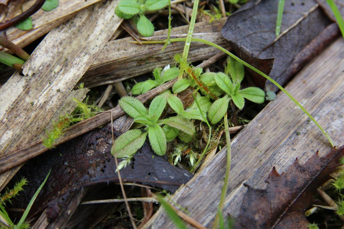 Myosotis discolor subsp. dubia (door Stef van Walsum)