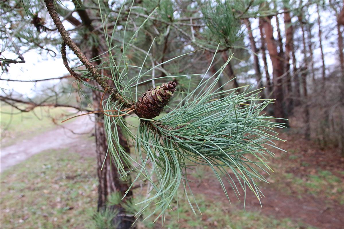 Pinus nigra subsp. nigra (door Stef van Walsum)