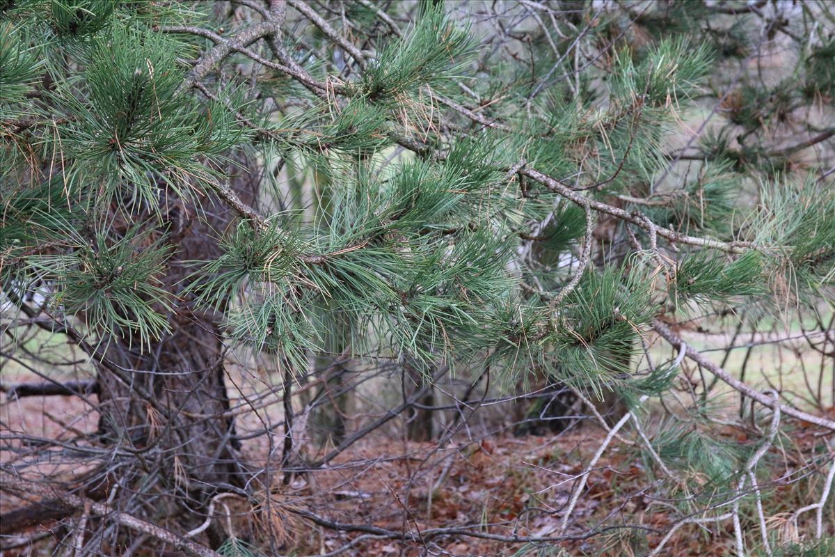 Pinus nigra subsp. nigra (door Stef van Walsum)
