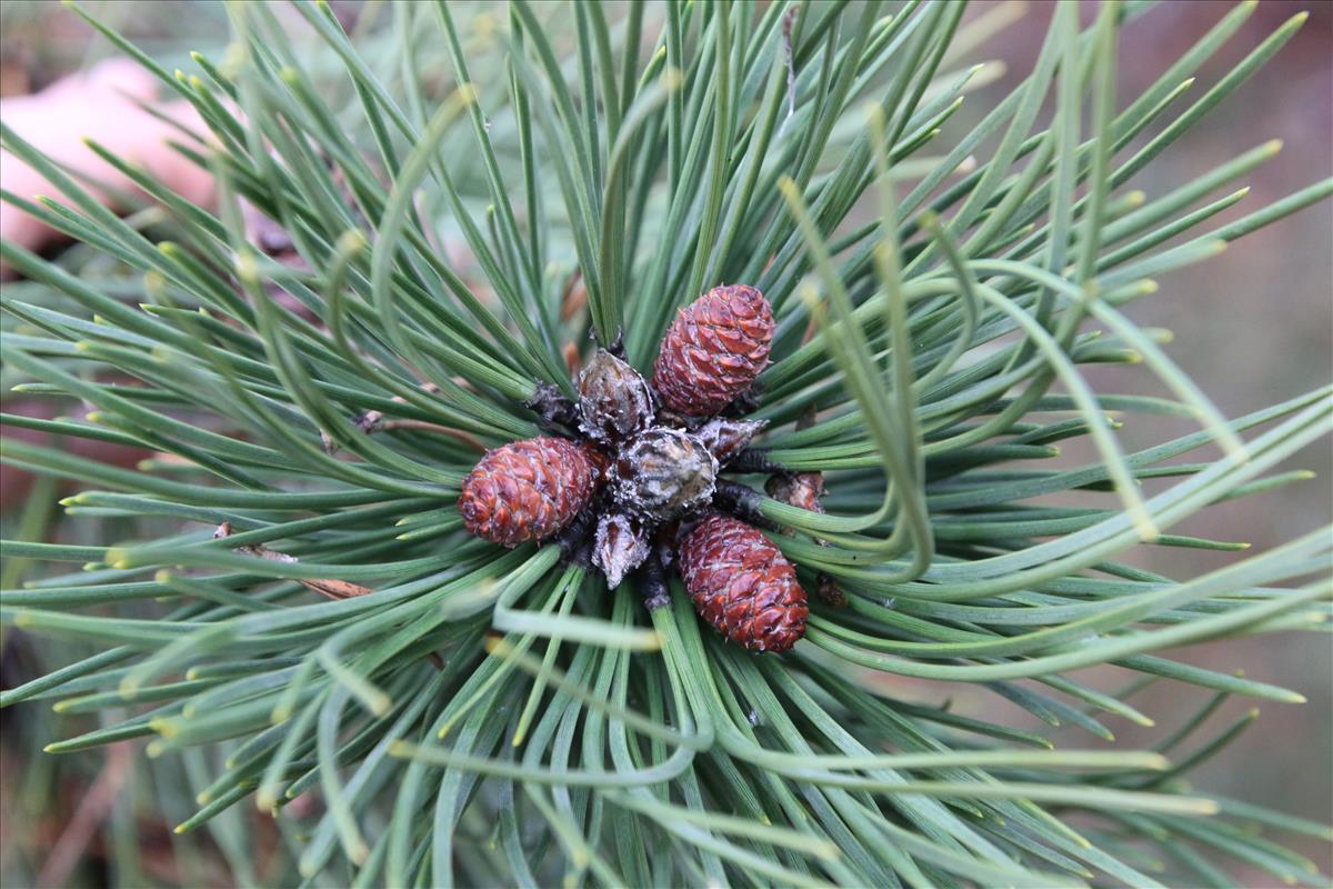 Pinus nigra subsp. nigra (door Stef van Walsum)