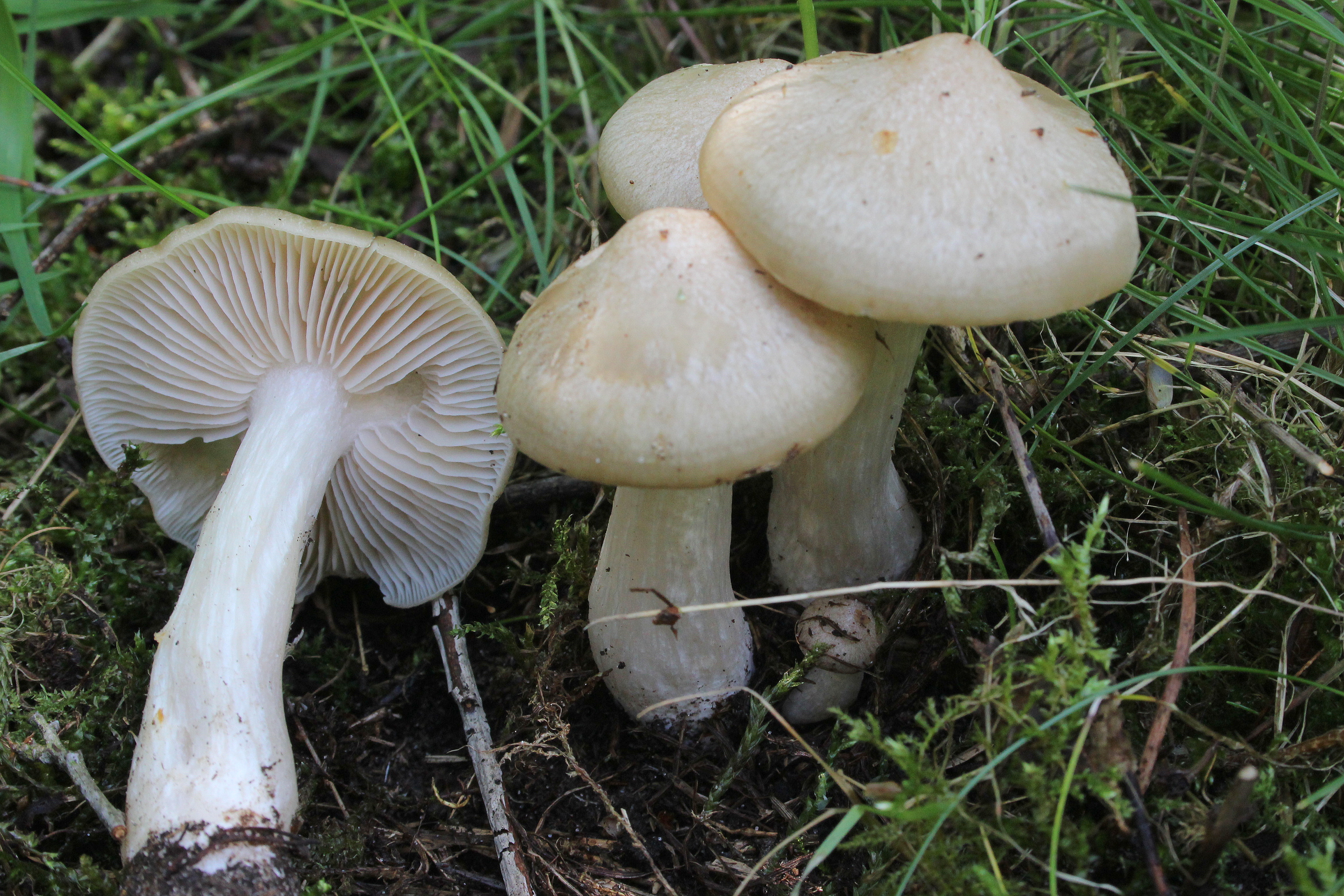 Entoloma clypeatum f. pallidogriseum (door Ieko Staal)