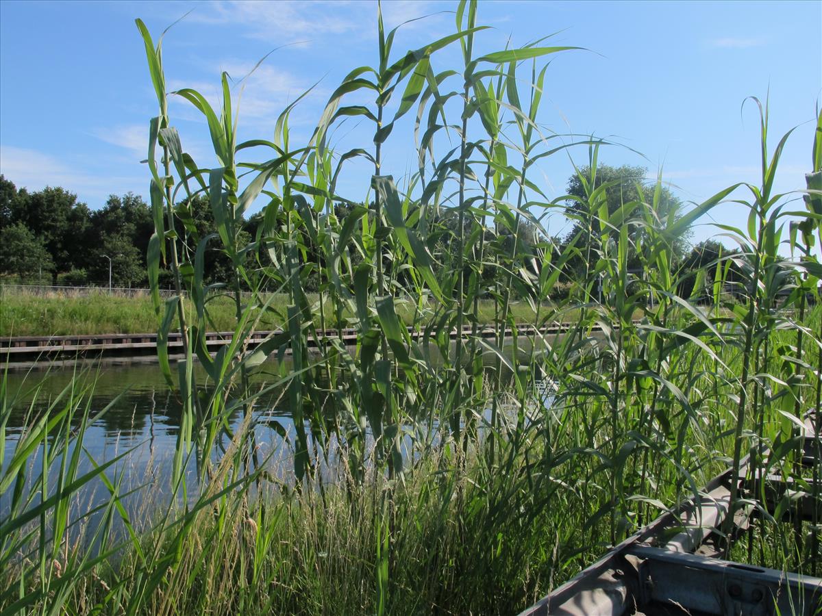 Arundo donax (door Sipke Gonggrijp)