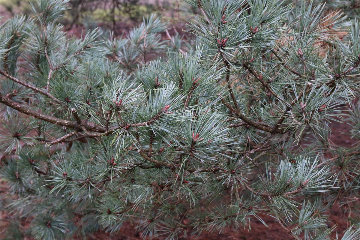 Pinus sylvestris (door Stef van Walsum)