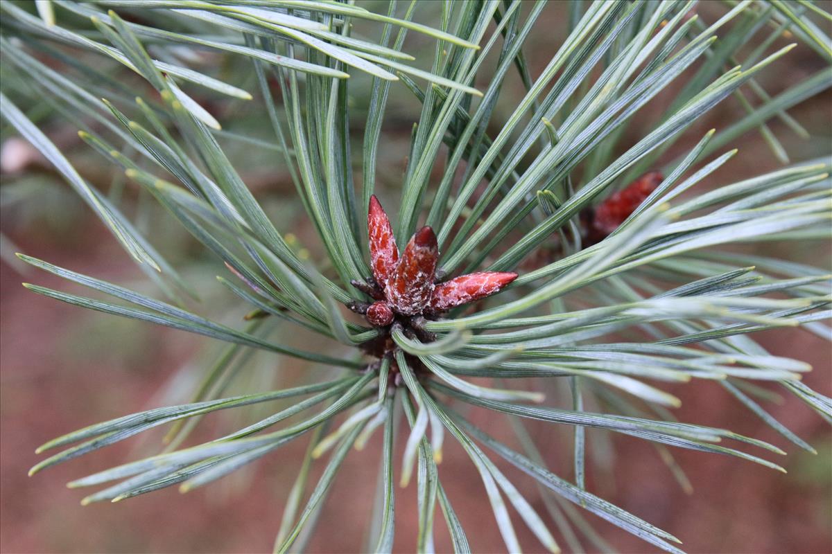 Pinus sylvestris (door Stef van Walsum)