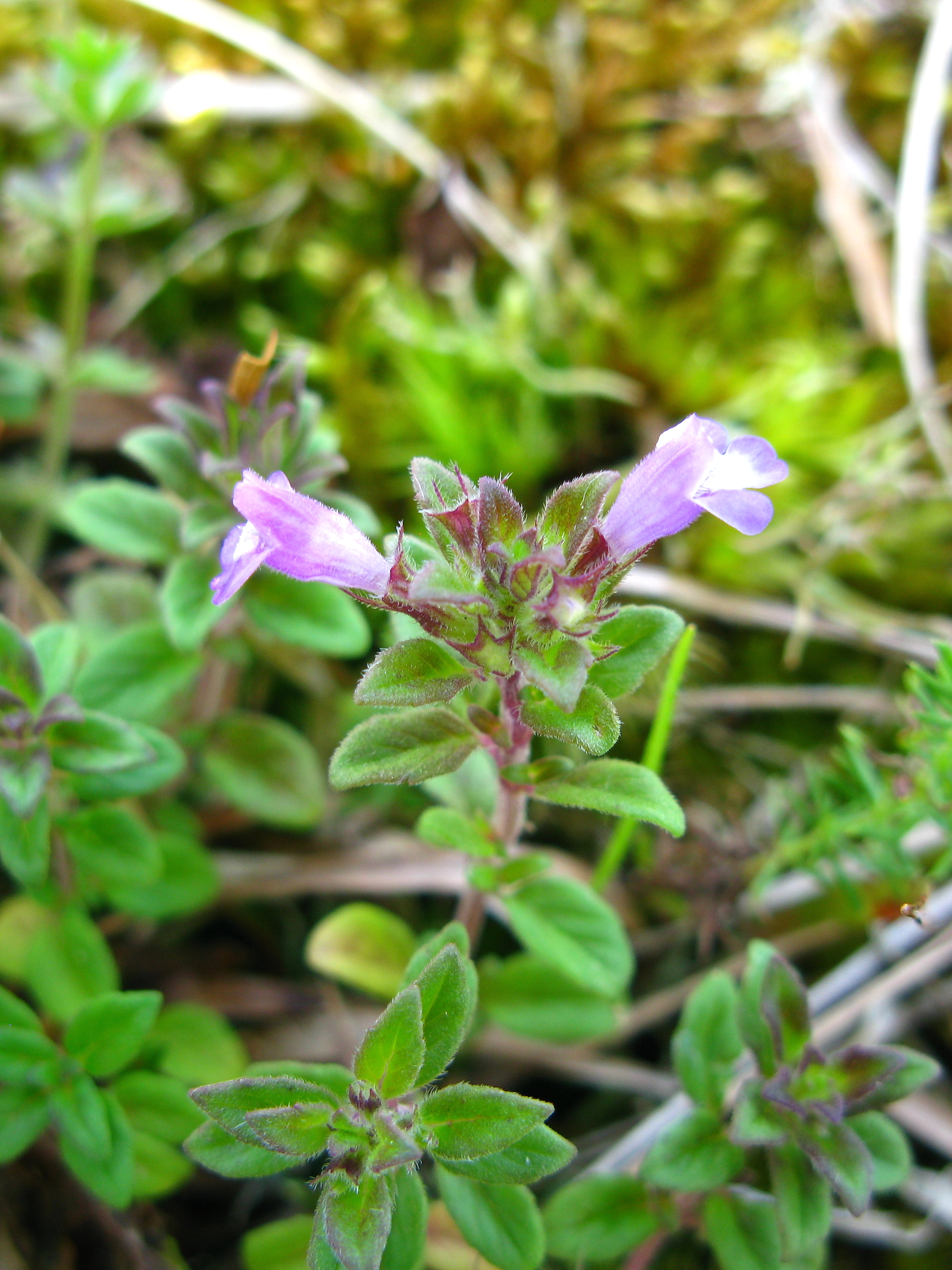 Clinopodium acinos (door Gerrit Welgraven)