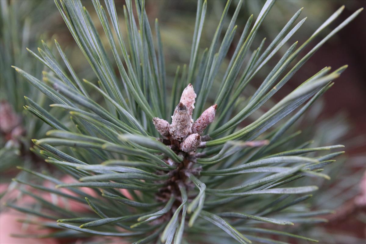 Pinus sylvestris (door Stef van Walsum)