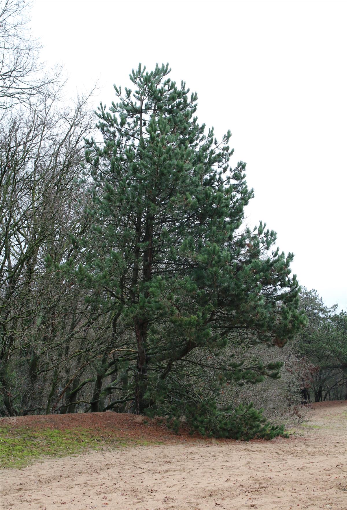 Pinus nigra subsp. nigra (door Stef van Walsum)