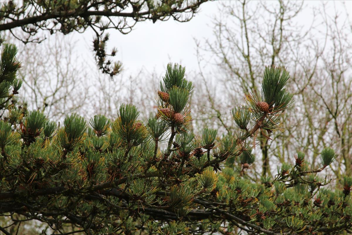 Pinus mugo (door Stef van Walsum)