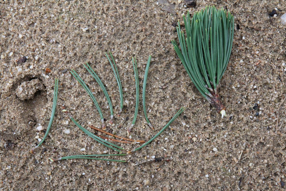 Pinus mugo (door Stef van Walsum)