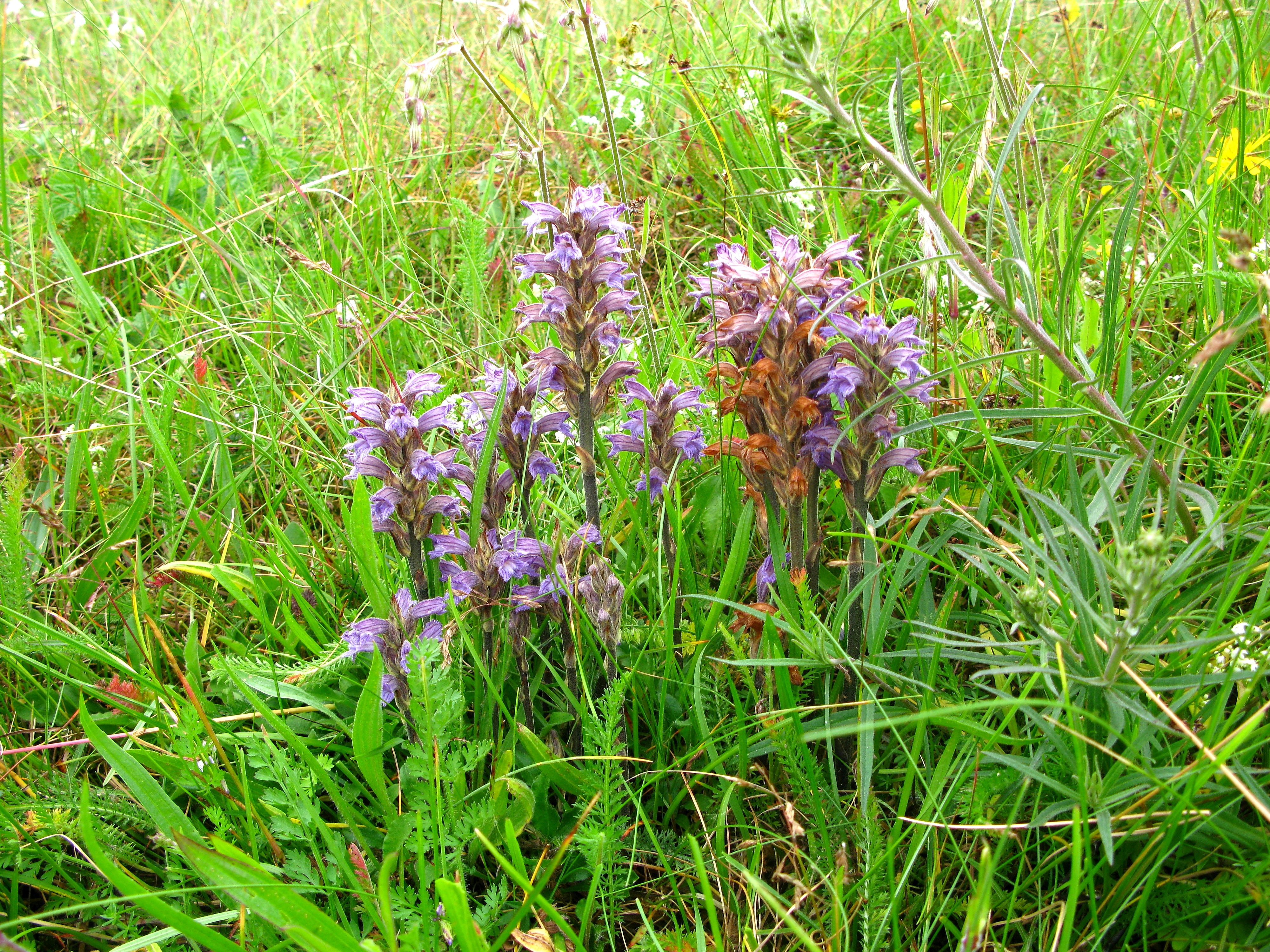 Orobanche purpurea (door Gerrit Welgraven)