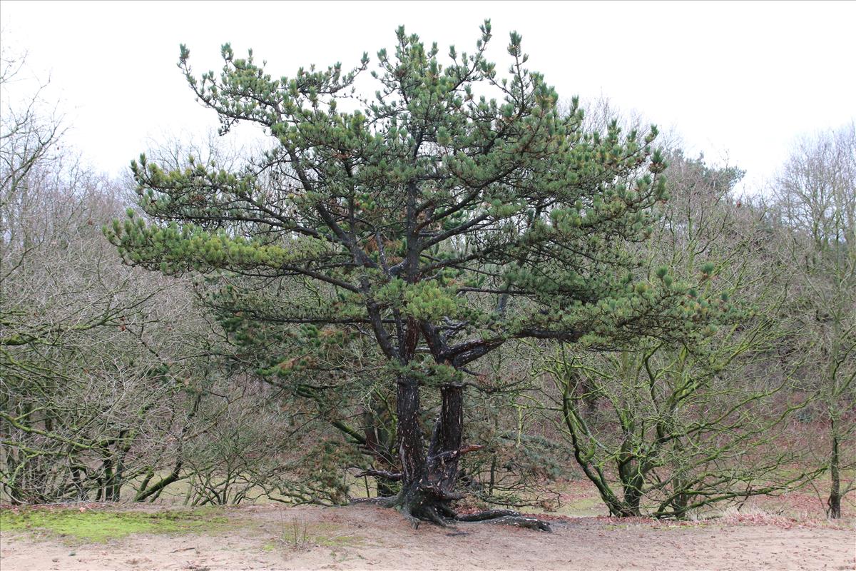 Pinus mugo (door Stef van Walsum)