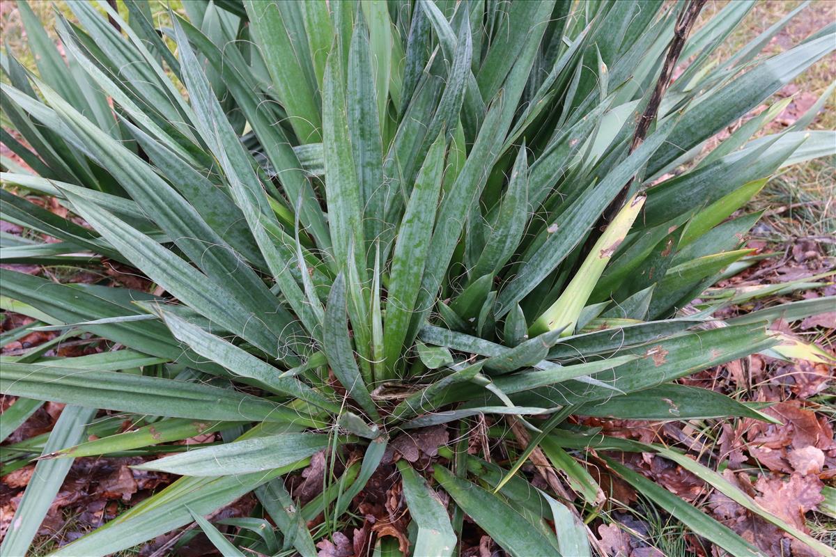 Yucca flaccida (door Stef van Walsum)
