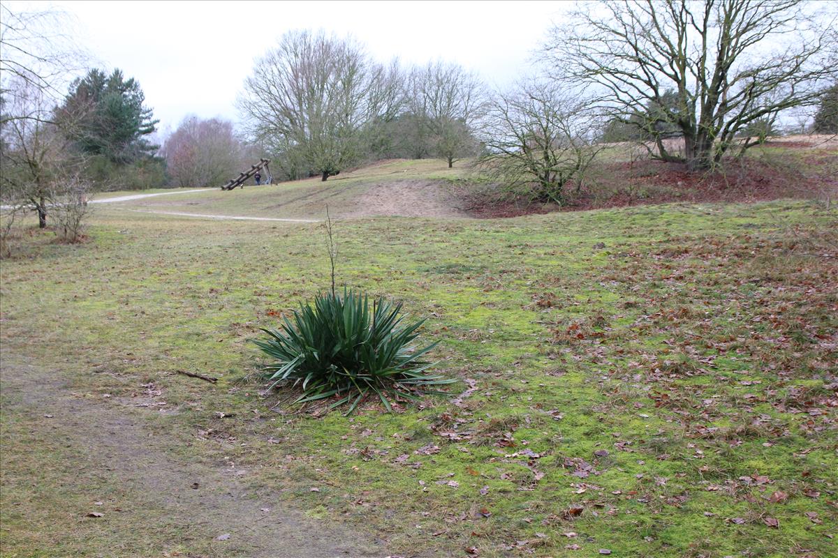 Yucca flaccida (door Stef van Walsum)
