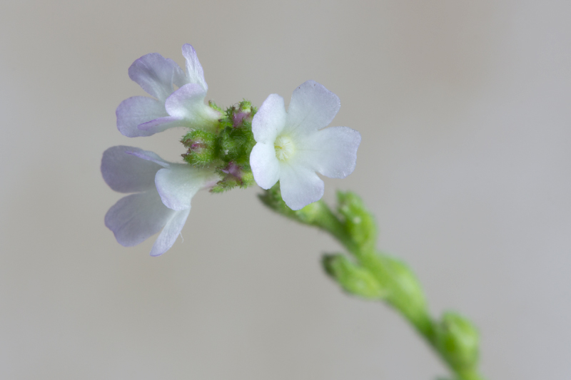 Verbena officinalis (door Valentine Kalwij)
