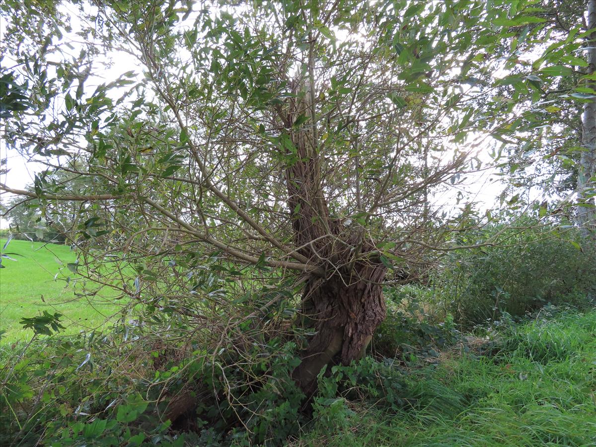 Salix euxina (door Frank van Gessele)