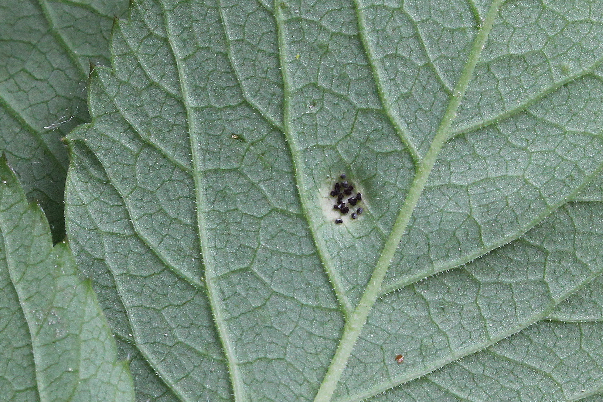 Puccinia aegopodii (door Ieko Staal)