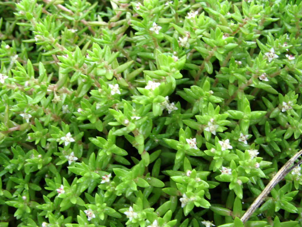 Crassula helmsii (door Gerrit Welgraven)