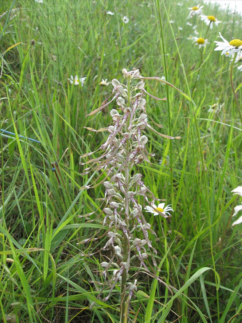 Himantoglossum hircinum (door Petra van der Wiel)