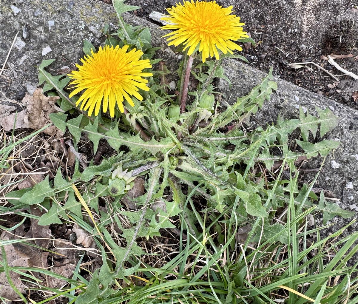 Taraxacum melanthoides (door Jelle Hofstra)
