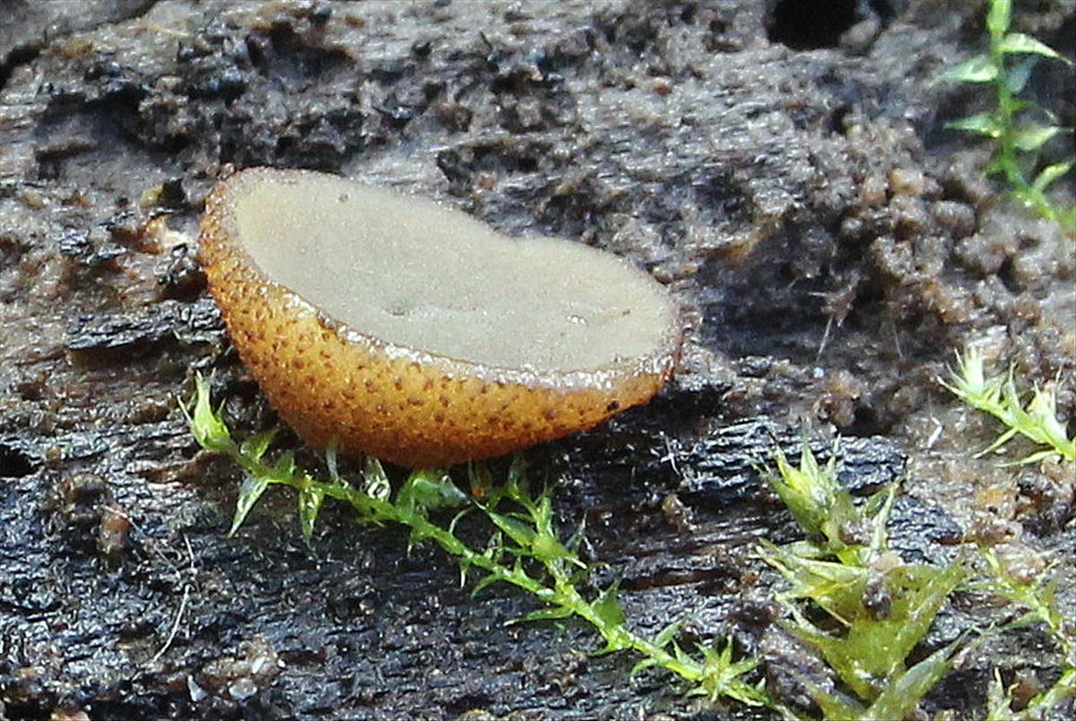 Peziza obtusapiculata (door Ieko Staal)