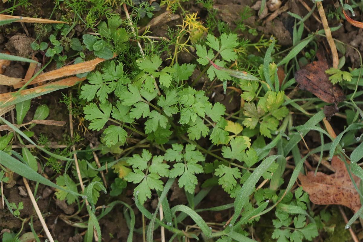 Aethusa cynapium (door Jaap Oosterom)