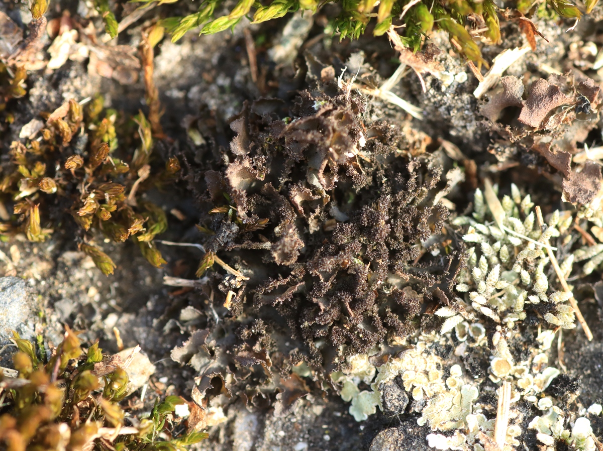 Scytinium magnussonii (door Ruud van Middelkoop)