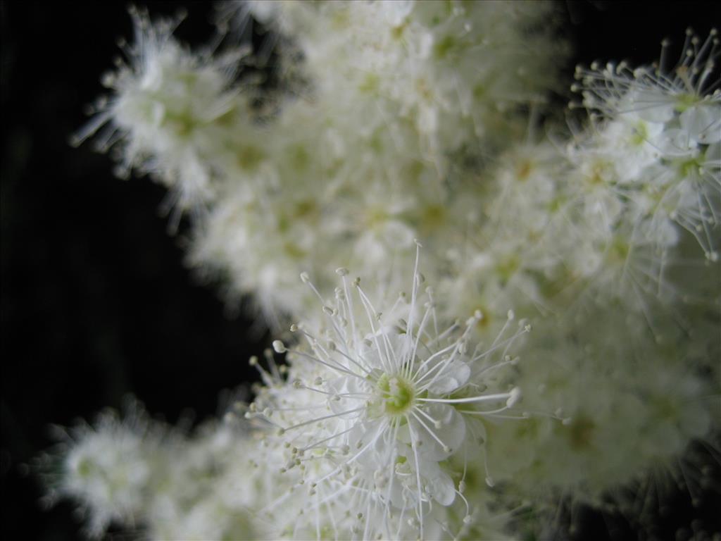 Sorbaria sorbifolia (door Gerrit Draisma)