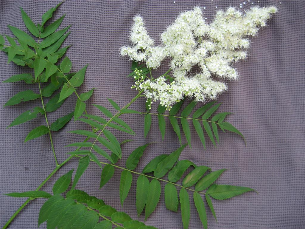 Sorbaria sorbifolia (door Gerrit Draisma)