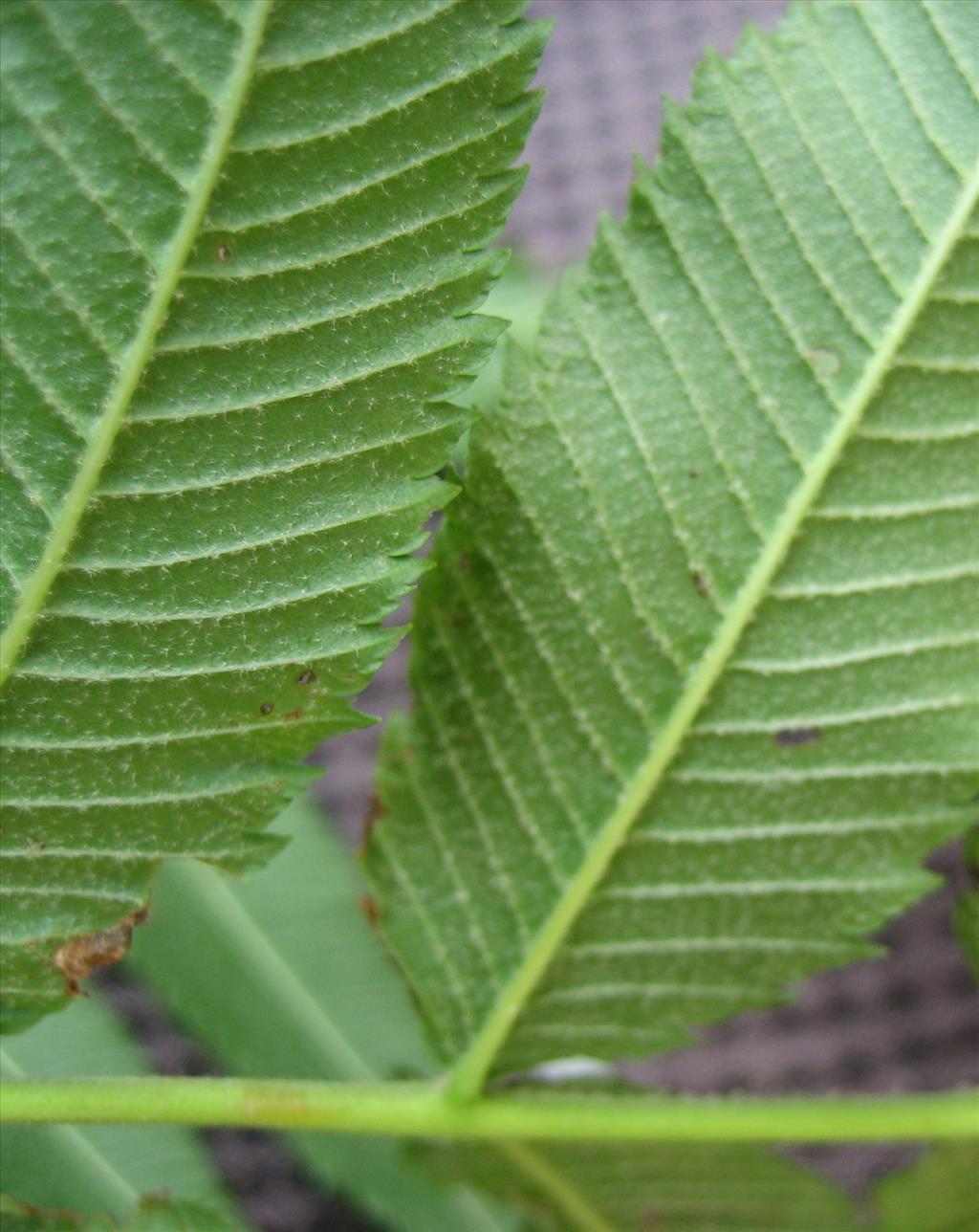 Sorbaria sorbifolia (door Gerrit Draisma)