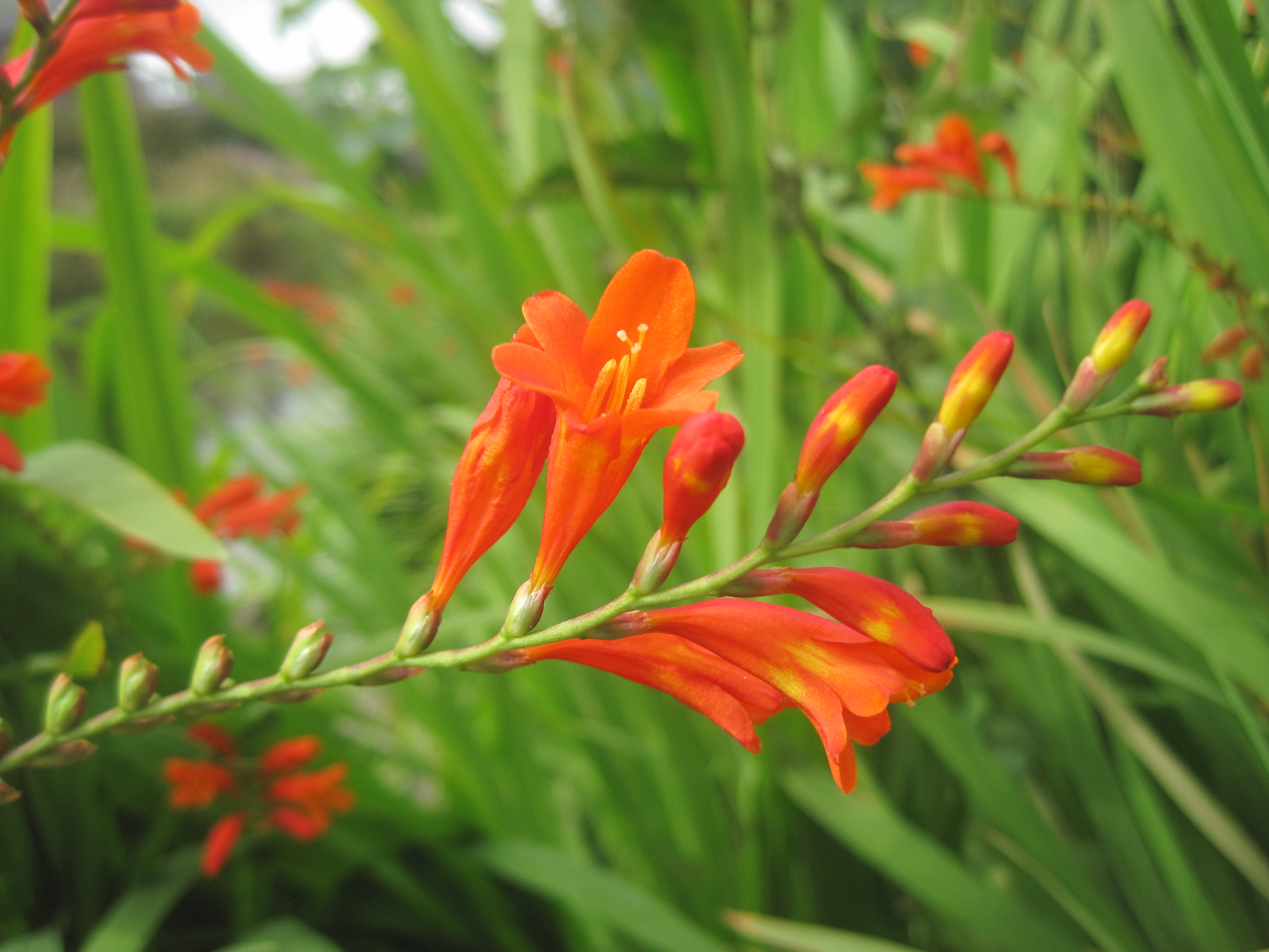 Crocosmia x crocosmiiflora (door Leonie Tijsma)