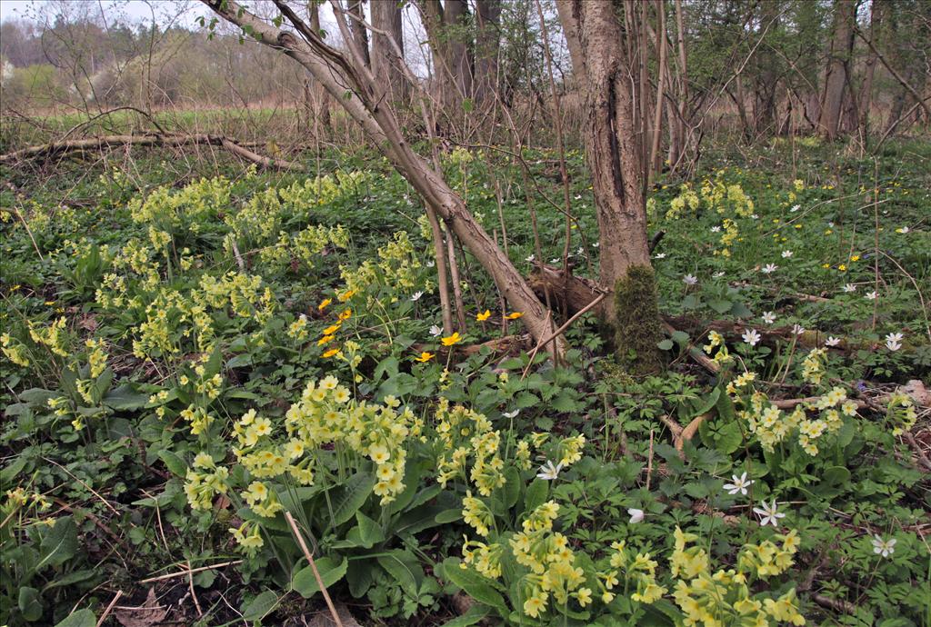 Primula elatior (door Jelle Hofstra)