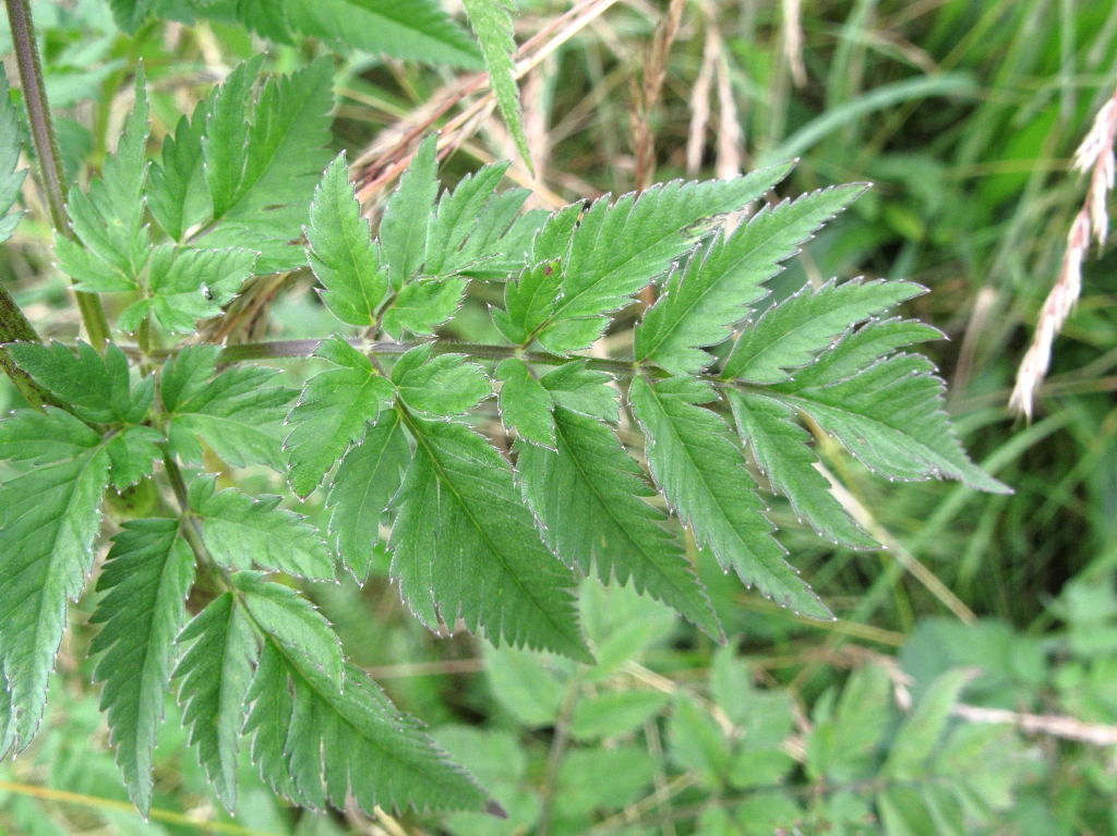 Chaerophyllum aureum (door Gerrit Welgraven)