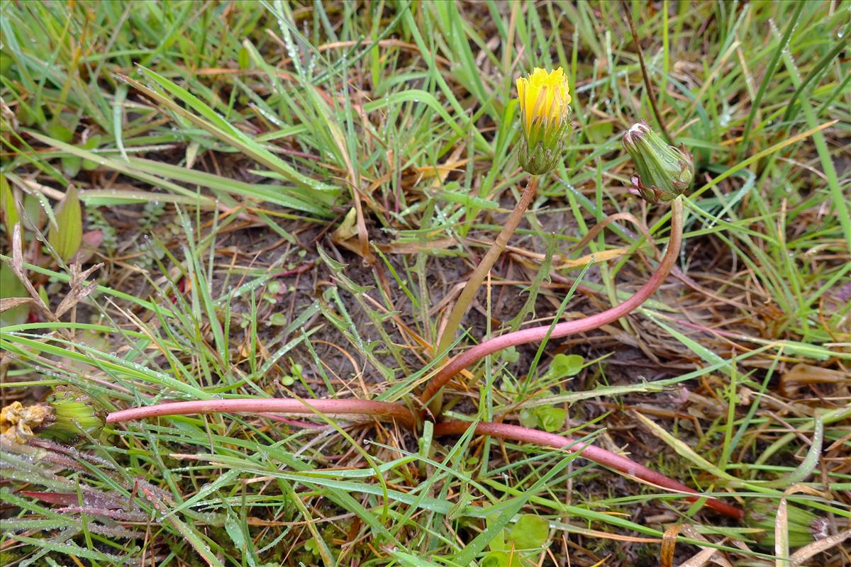 Taraxacum gelricum (door Otto Zijlstra)