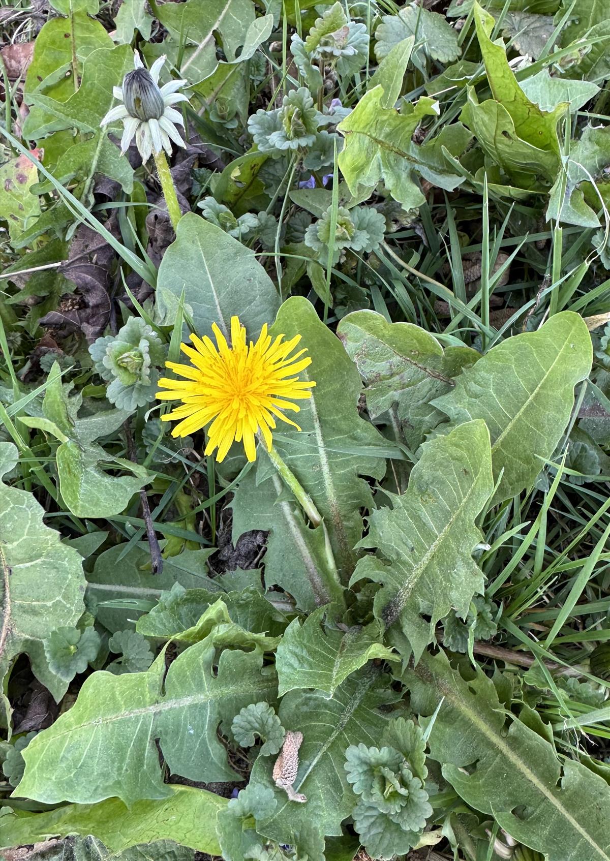 Taraxacum ekmaniiforme (door Jelle Hofstra)