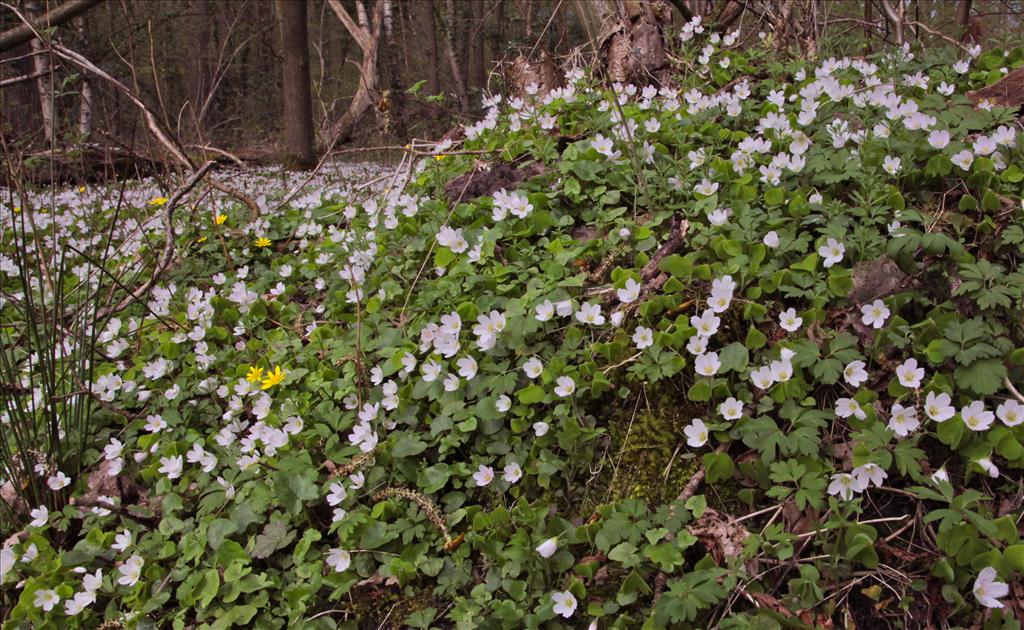 Oxalis acetosella (door Jelle Hofstra)