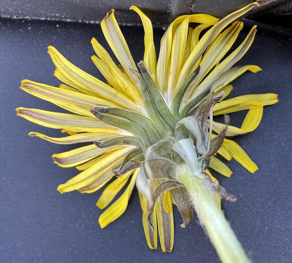 Taraxacum ekmaniiforme (door Jelle Hofstra)