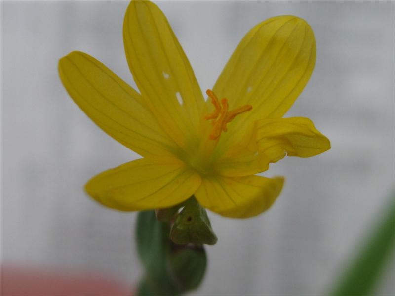 Sisyrinchium californicum (door Petra van der Wiel)