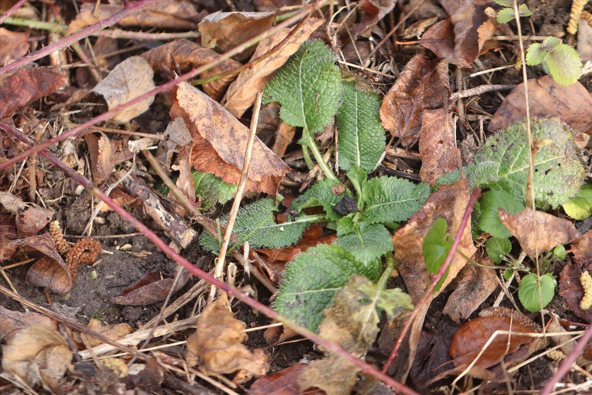 Dipsacus pilosus (door Jaap Oosterom)