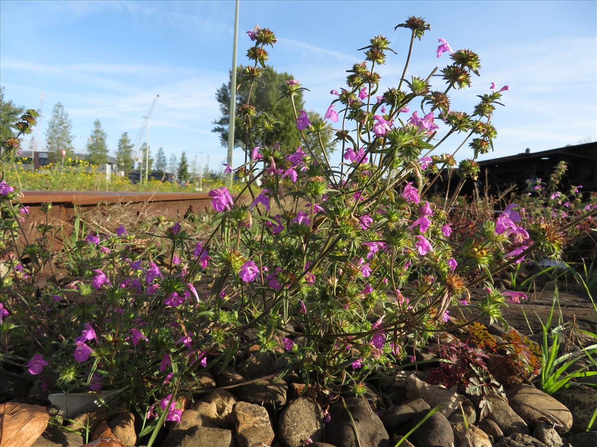 Galeopsis angustifolia (door F.J. van Gessele)